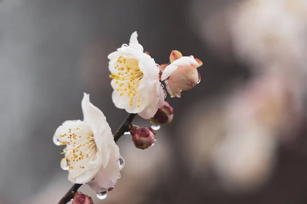 Сад Цвіту Східного Озера Відомим Місцем Можна Насолоджуватися Сливовими Квітами — стокове фото
