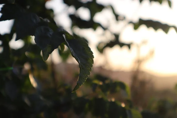Eine Nahaufnahme Eines Baumes Einem Garten Bei Sonnenuntergang — Stockfoto