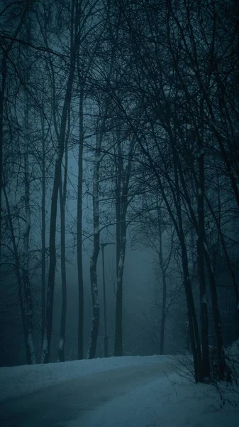 Colpo Verticale Sentiero Attraverso Una Oscura Foresta Nebbiosa — Foto Stock