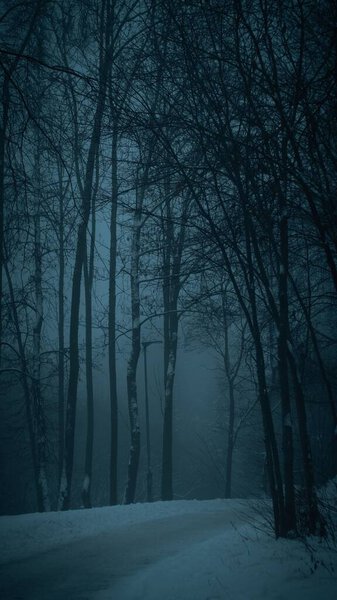 A vertical shot of a trail through a dark misty forest