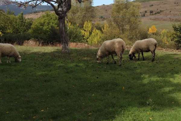 田舎の緑の畑でふわふわの羊の放牧の群れの美しいショット — ストック写真