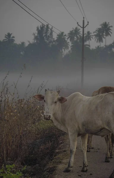 背景に霧のある田園地帯の道路上の牛の垂直ショット — ストック写真