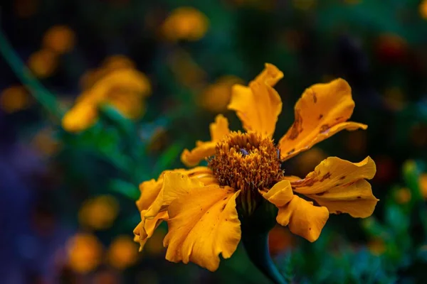 Zbliżenie Kwiatu Pomarańczy Innymi Pomarańczowymi Kwiatami Tle — Zdjęcie stockowe