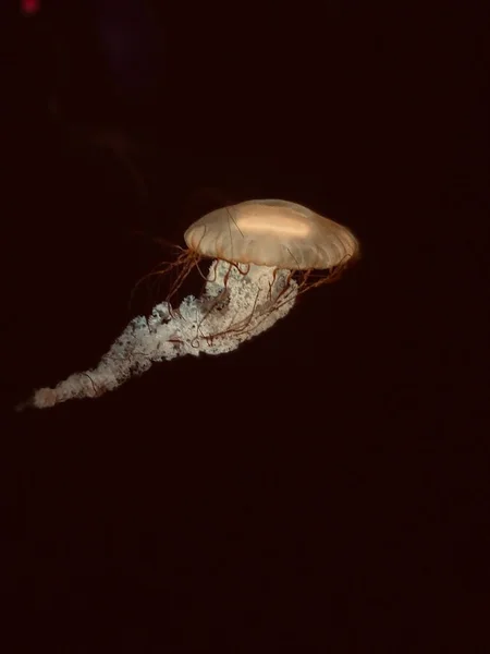Disparo Vertical Una Medusa Submarina Moviéndose Oscuridad —  Fotos de Stock