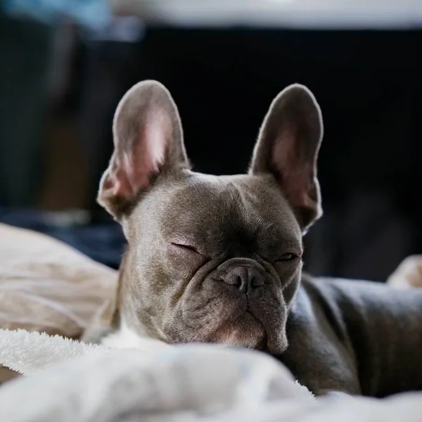 Grå Fransk Bulldogg Liggande Sängen — Stockfoto