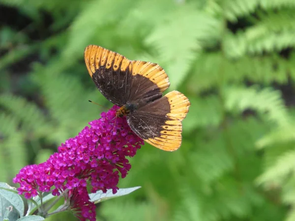 Μια Πεταλούδα Diana Fritillary Ένα Μωβ Λουλούδι Buddleia — Φωτογραφία Αρχείου