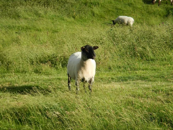 Eine Nahaufnahme Von Schafen Auf Dem Feld — Stockfoto
