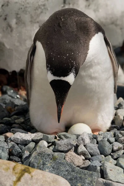 Pinguim Empoleirado Sobre Rochas — Fotografia de Stock