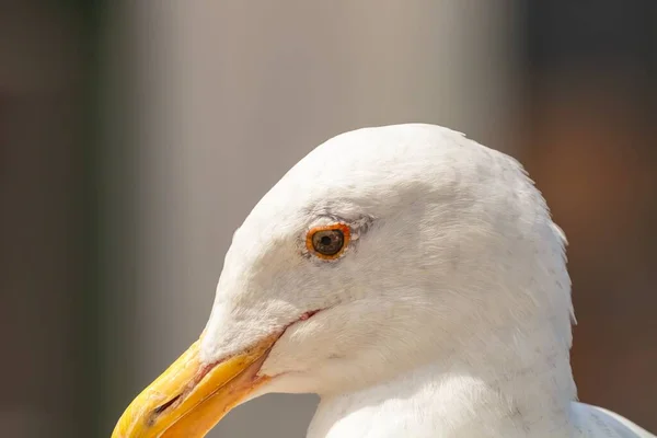 Close Shot Western Gull Blurred Background — Stock Photo, Image