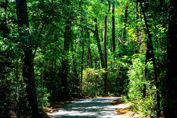 Camino Vacío Bosque Rodeado Vegetación Verde Texas Estados Unidos — Foto de Stock