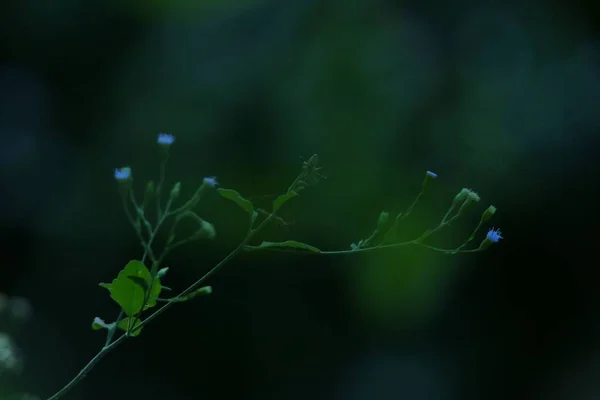 Gros Plan Petites Fleurs Bleues Dans Flou Vert Foncé — Photo