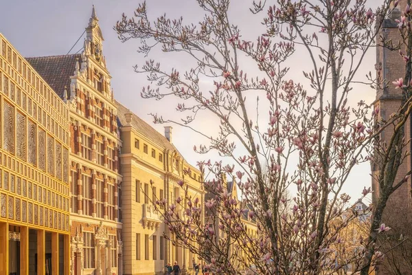 Vacker Utsikt Över Ett Träd Med Rosa Blommor Bredvid Stadhuis — Stockfoto
