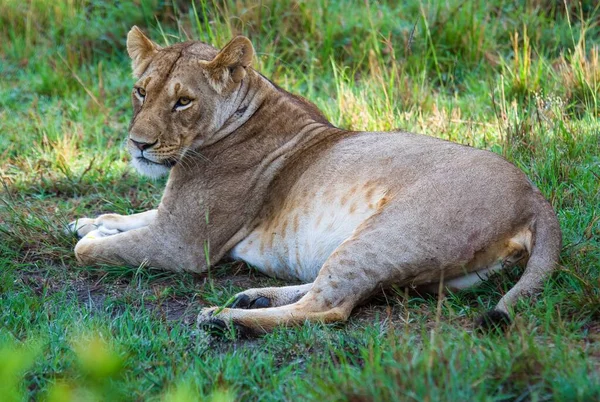 Een Leeuwin Ontspannen Schaduw Van Een Struik Masai Mara — Stockfoto