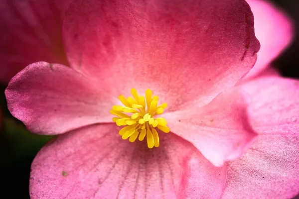 Bahçede Yetişen Pembe Bir Begonya Çiçeğinin Yakın Çekimi — Stok fotoğraf