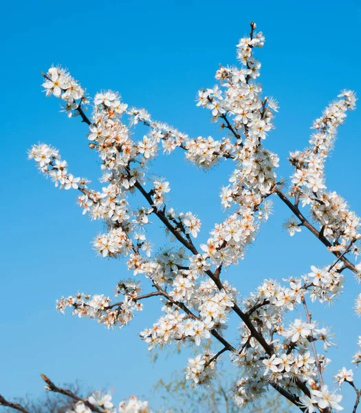 Kwitnące Drzewa Prunus Odizolowane Błękitnego Nieba — Zdjęcie stockowe