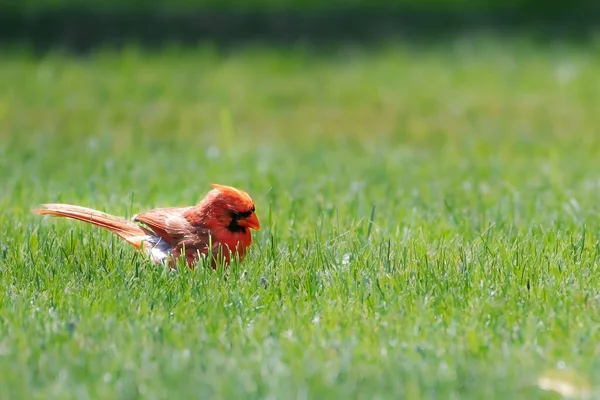 Closeup Shot Red Northern Cardinal Green Grass — Stock Photo, Image