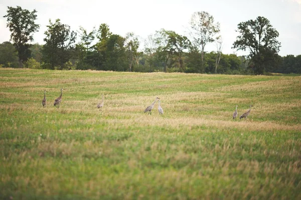 Een Prachtige Opname Van Zandheuvel Kranen Hoog Een Grasveld Ontario — Stockfoto