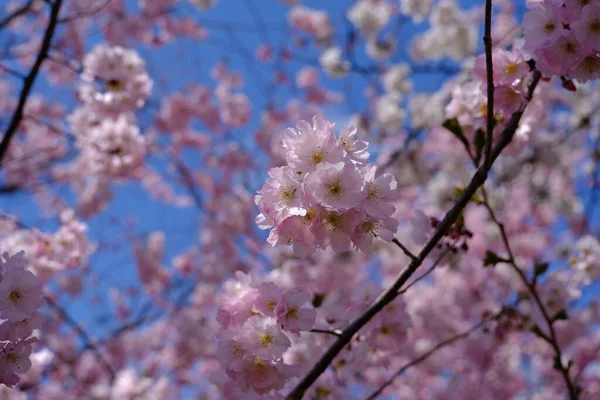 在一棵樱桃树上拍了一张粉红色花朵的特写照片 樱桃树的背景是淡淡的花瓣 — 图库照片
