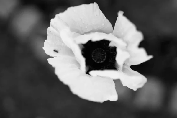 Closeup Blooming White Poppy — Stock Photo, Image