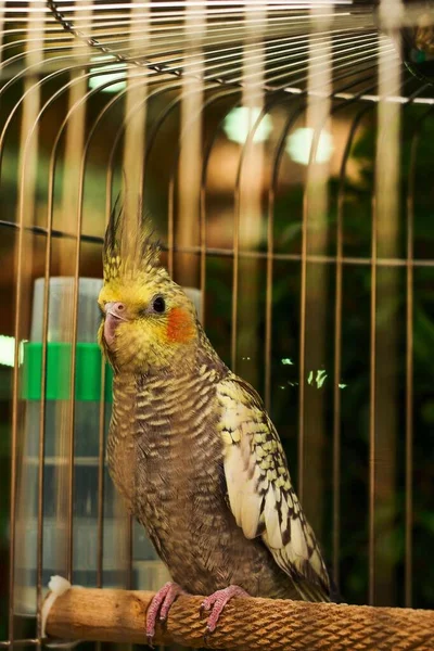 Tiro Vertical Papagaio Estimação Bonito Empoleirado Uma Gaiola — Fotografia de Stock