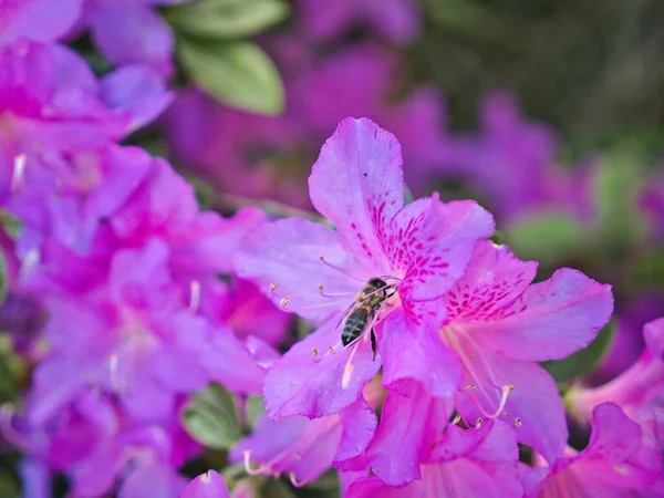 Detailní Záběr Rododendronu Kde Včela Sbírá Tyče — Stock fotografie