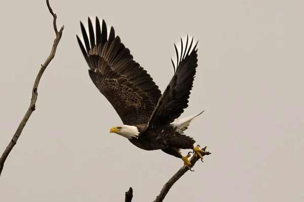 Bald Eagle Flying Tree Branch — Stock Photo, Image