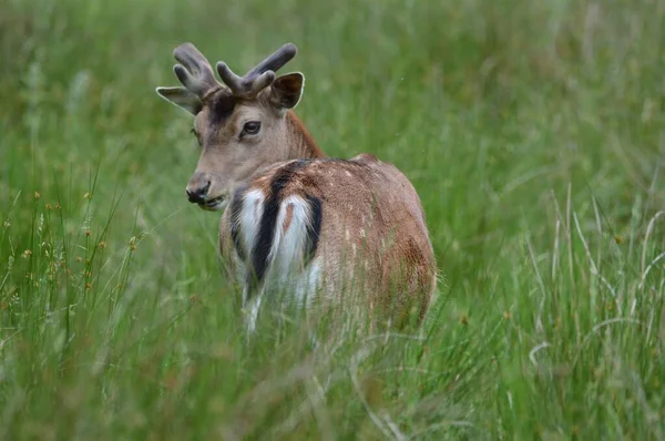 在大曼彻斯特鲍登的一个绿色牧场上捕获了一只欧洲休养鹿达玛 — 图库照片