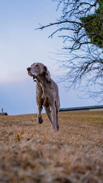一只可爱的Weimaraner狗在田野里散步 蓝天在朦胧的背景下 — 图库照片