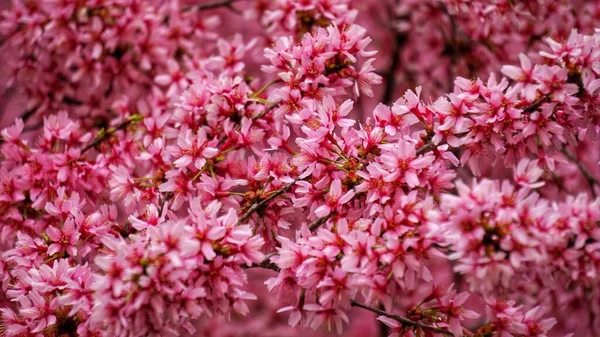 Цветы Веселый Цветок Свет Тень Розовый Фон Университет Дюка Весенние — стоковое фото
