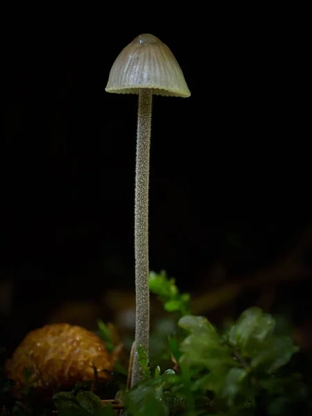 Tiro Vertical Cogumelo Selvagem Transparente Contra Fundo Escuro — Fotografia de Stock