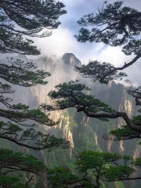 中国黄山雾蒙蒙处的一株垂直的树 — 图库照片