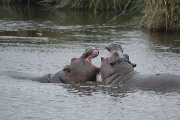Nahaufnahme Zweier Flusspferde Die Einem See Schwimmen Und Mit Offenem — Stockfoto