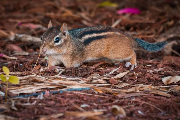 一只棕色的东方花栗鼠在地上觅食的特写镜头 — 图库照片