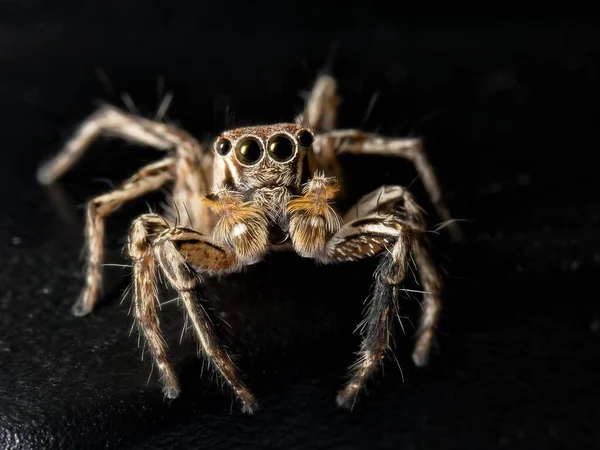 Ένα Κοντινό Πλάνο Μιας Καφέ Αράχνης Που Πηδάει Τέσσερα Μάτια — Φωτογραφία Αρχείου