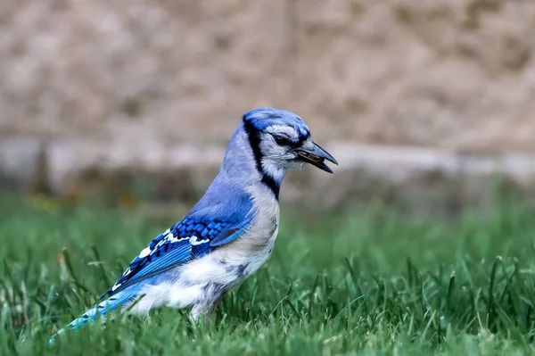 緑の芝生の上に青いジェイ鳥 — ストック写真