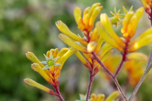Eine Nahaufnahme Von Gelben Känguru Pfotenpflanzen Unscharfen Hintergrund — Stockfoto