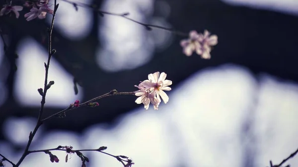 Plum blossom. Light and shadow. Flowers. Duke University. Duke Gardens. Spring spirit.