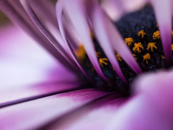 Makro Ujęcie Purpurowego Kwiatu — Zdjęcie stockowe
