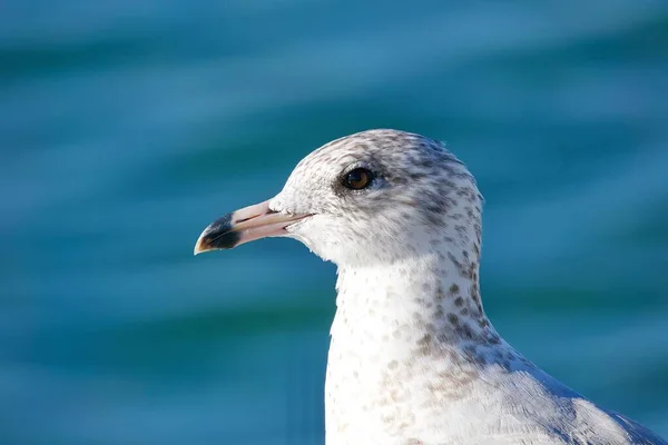 Close Delaware Gull Larus Delawarensis Blue Sea Background — Stock Photo, Image