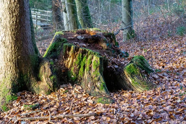 Ein Bemooster Baumstumpf Mit Einem Unterstand Mitten Herbstlichen Wald — Stockfoto