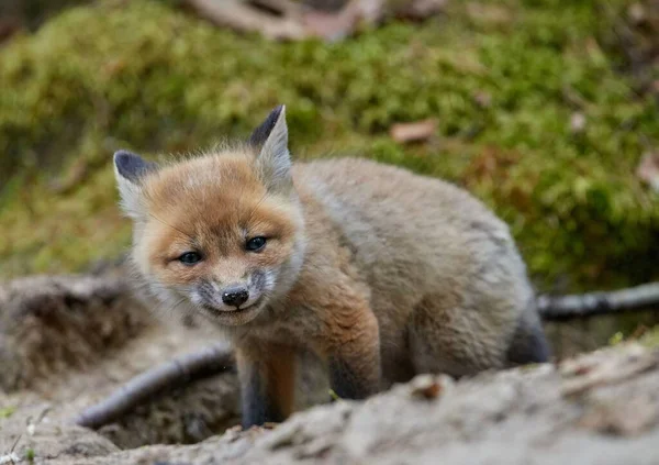 春天森林里的一只可爱的工具包狐狸 — 图库照片