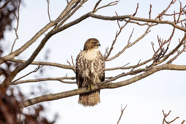 一只红尾鹰的特写镜头 栖息在天空背景下的树枝上 — 图库照片