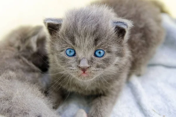Szelektív Közelkép Egy Aranyos Macska Egy Szobában — Stock Fotó