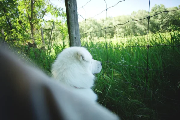Ένα Όμορφο Πλάνο Ενός Χνουδωτού Λευκού Τσοπανόσκυλου Maremmano Ένα Καταπράσινο — Φωτογραφία Αρχείου