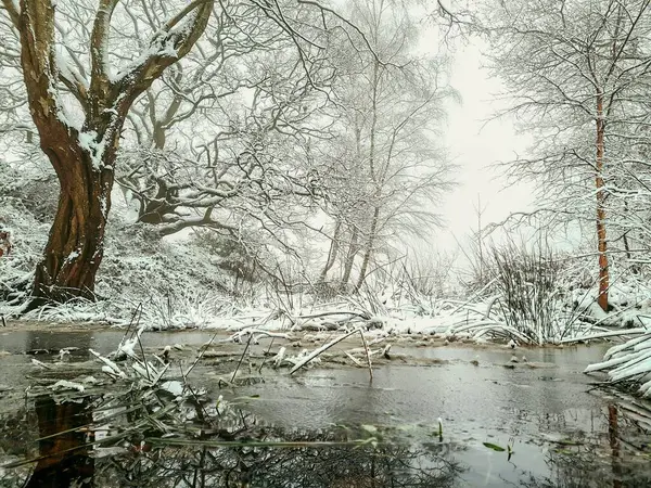 Yoğun Karla Kaplı Ağaçlarla Çevrili Bir Nehir — Stok fotoğraf