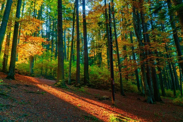 Eine Wunderschöne Landschaft Eines Herbstlichen Waldes Mit Sonnenstrahlen Die Durch — Stockfoto