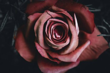 Koyu bir estetik yakın plan, kurumuş yapraklarla yükseldi.