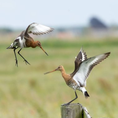 Bir çift Kara Kuyruklu Godwits (Limosa limozası) havada süzülen ve ahşap bir çite tünemiş