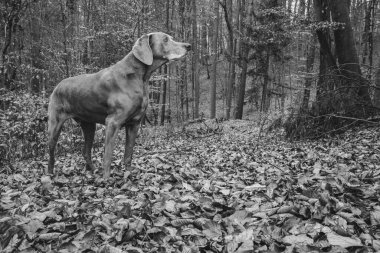 Weimaraner 'ın parktaki siyah beyaz görüntüsü.