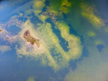 Yosun tutmuş bir gölün su manzarası.